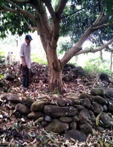Efren shows me one of the IPES trees with its local- rock wall to hold it to the hill-side